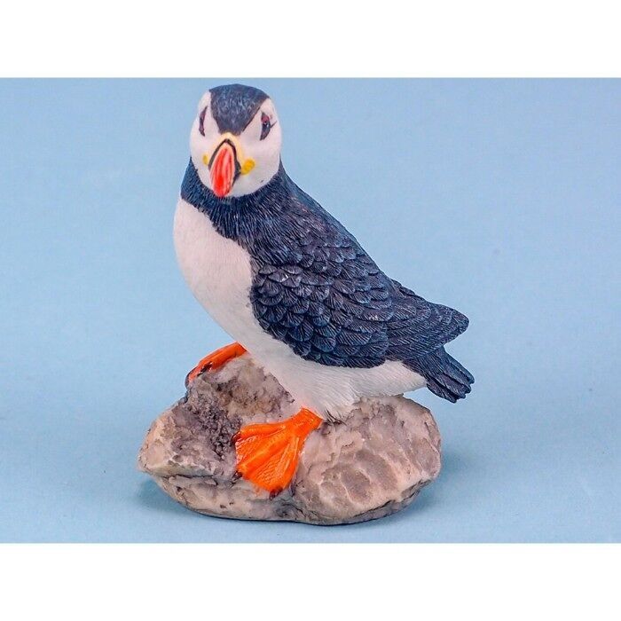 Pulcinella di mare, 7 cm