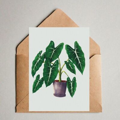 Cartolina / Stampa A6 - Illustrazione di Alocasia frydek