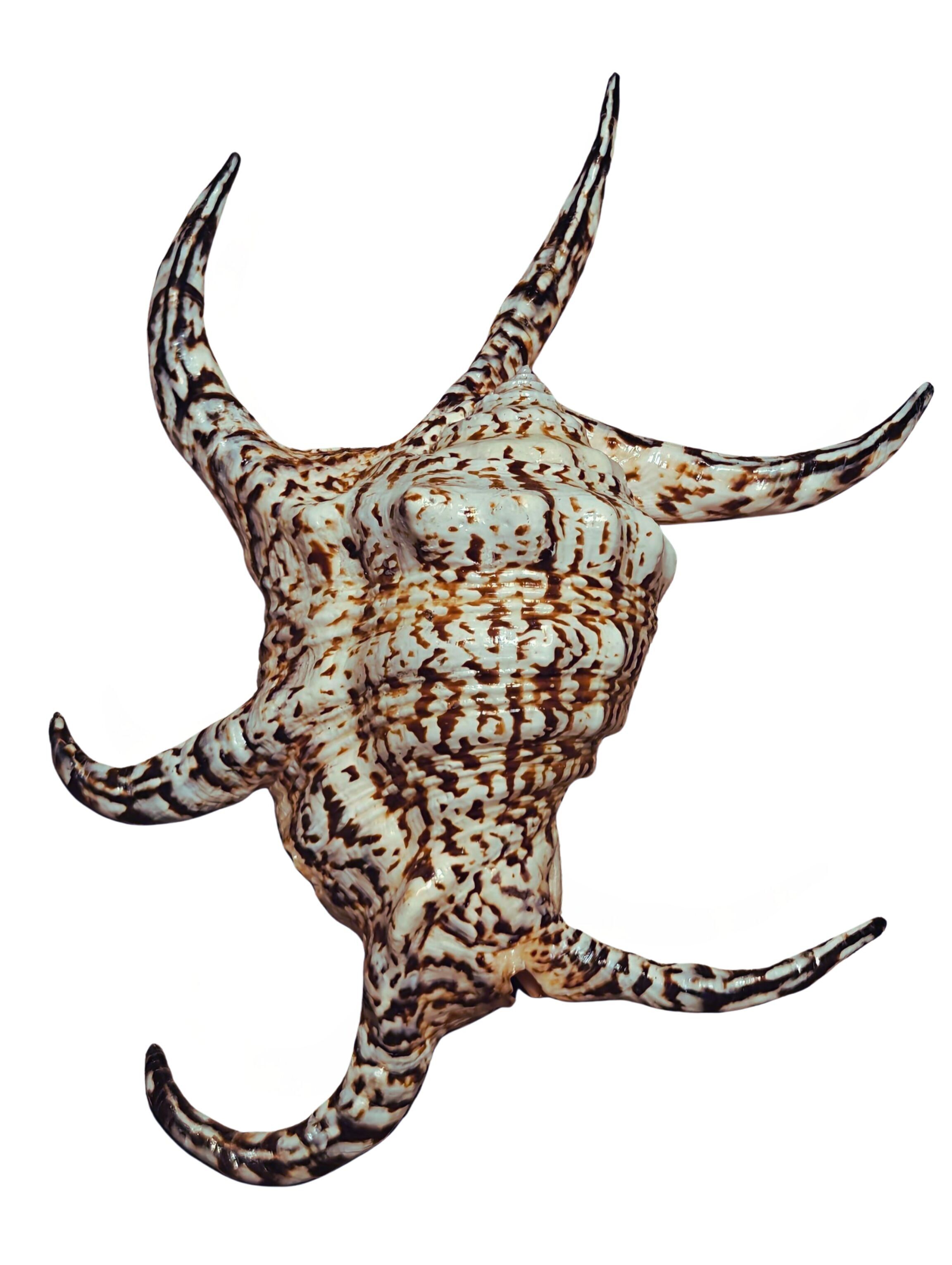 Kempang - coquillage naturel - coquillages - décoration - coquillage - coquillages - coquillages côtiers - ornements de coquillages - coquillages naturels - plage - côtier - exotique