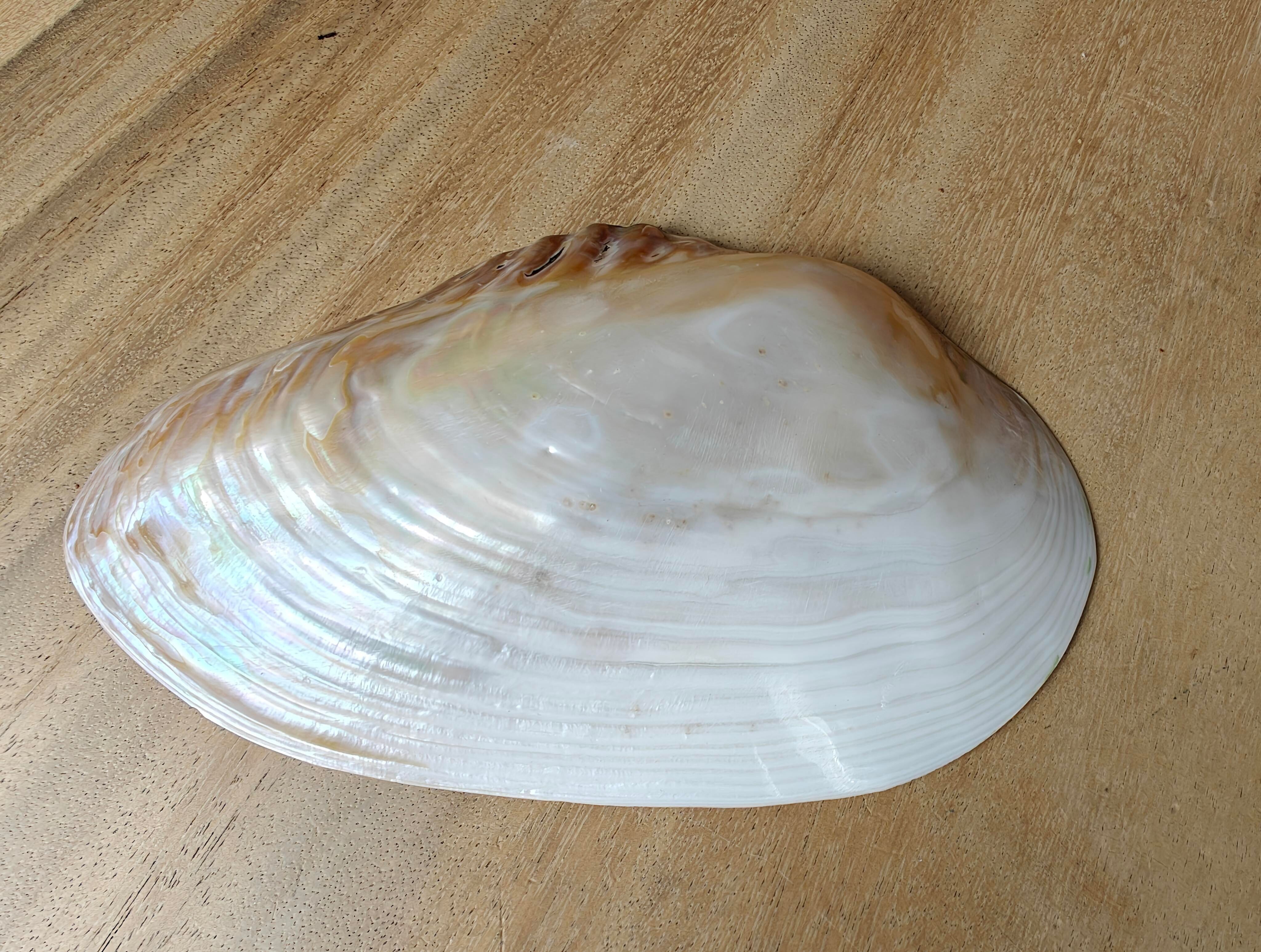 Kupang 20–22 cm – Perlmutt – natürliche Muschel – Muscheln – Dekoration – Muschel – Muscheln – Küstenmuscheln – Muschelornamente – natürliche Muscheln – Strand – Küste – exotisch