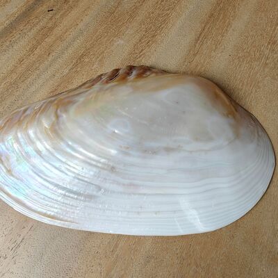 Kupang 20-22cm - nácar - concha natural - conchas - decoración - concha - conchas - conchas costeras - adornos de concha - conchas naturales - playa - costero - exótico