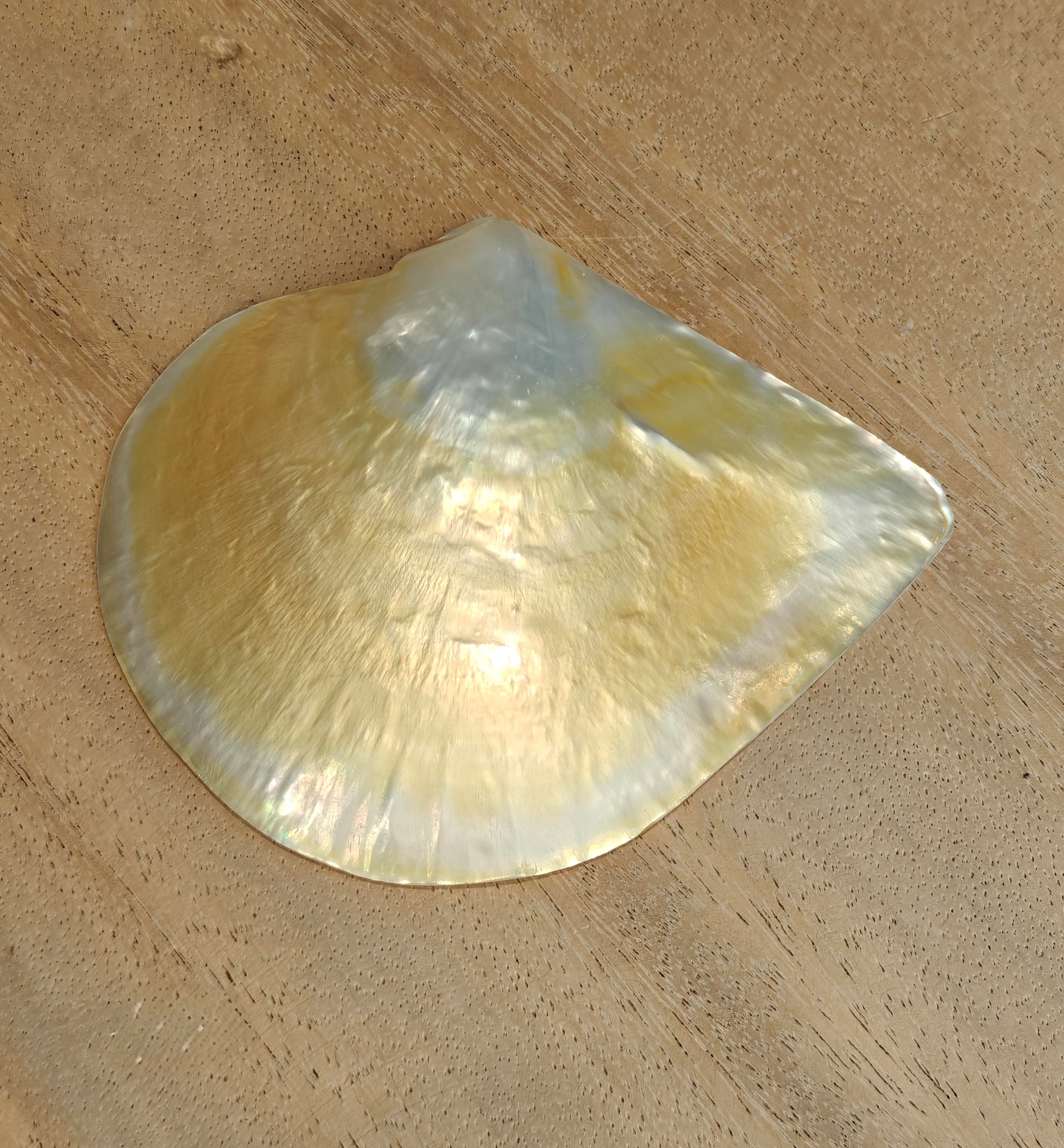 Mop (Perlmutt) – natürliche Muschel – Muscheln – Dekoration – Muschel – Muscheln – Küstenmuscheln – Muschelornamente – natürliche Muscheln – Strand – Küste – exotisch