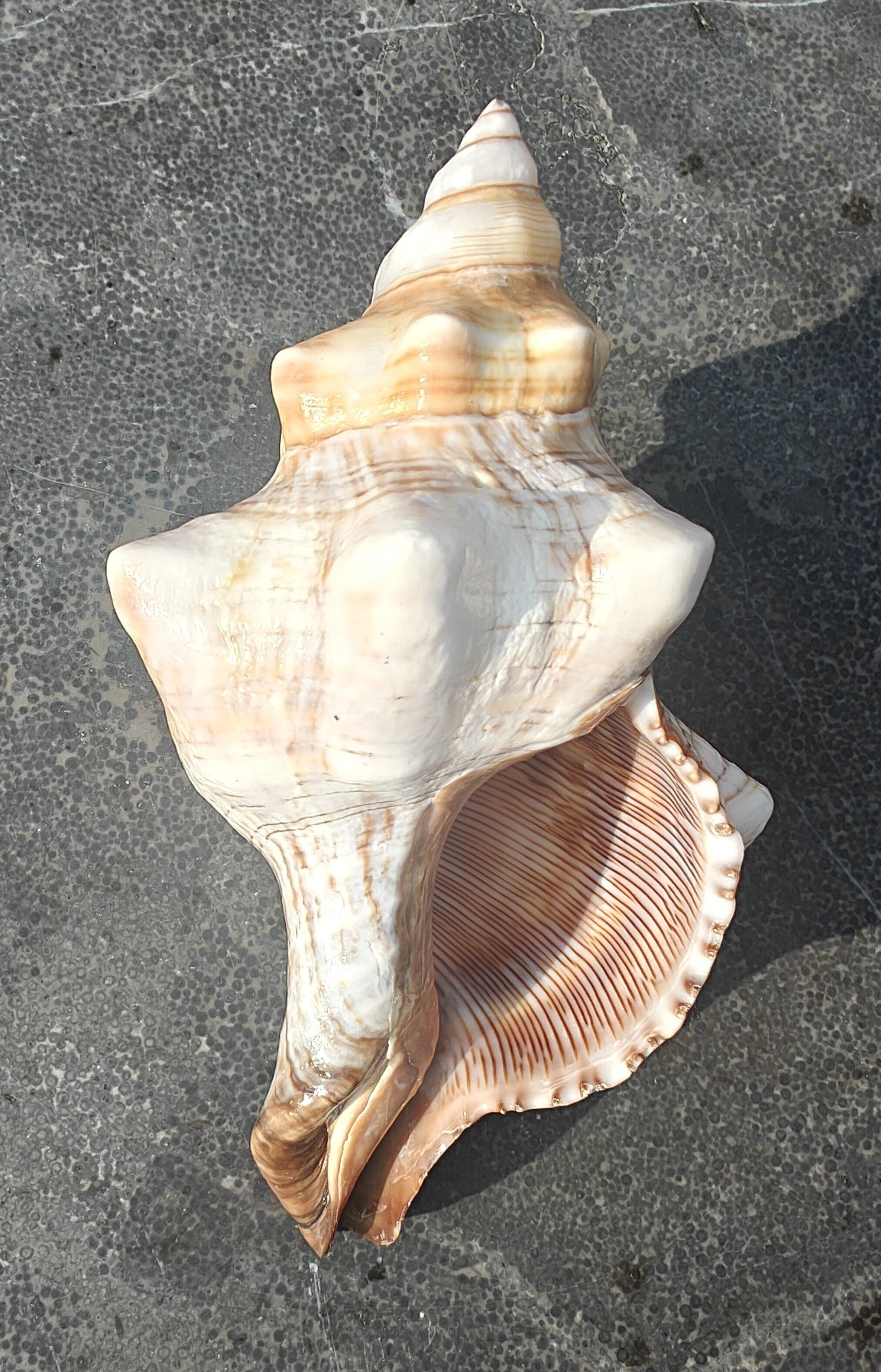 Onem Large – natürliche Muschel – Muscheln – Dekoration – Muschel – Muscheln – Küstenmuscheln – Muschelornamente – natürliche Muscheln – Strand – Küste – exotisch