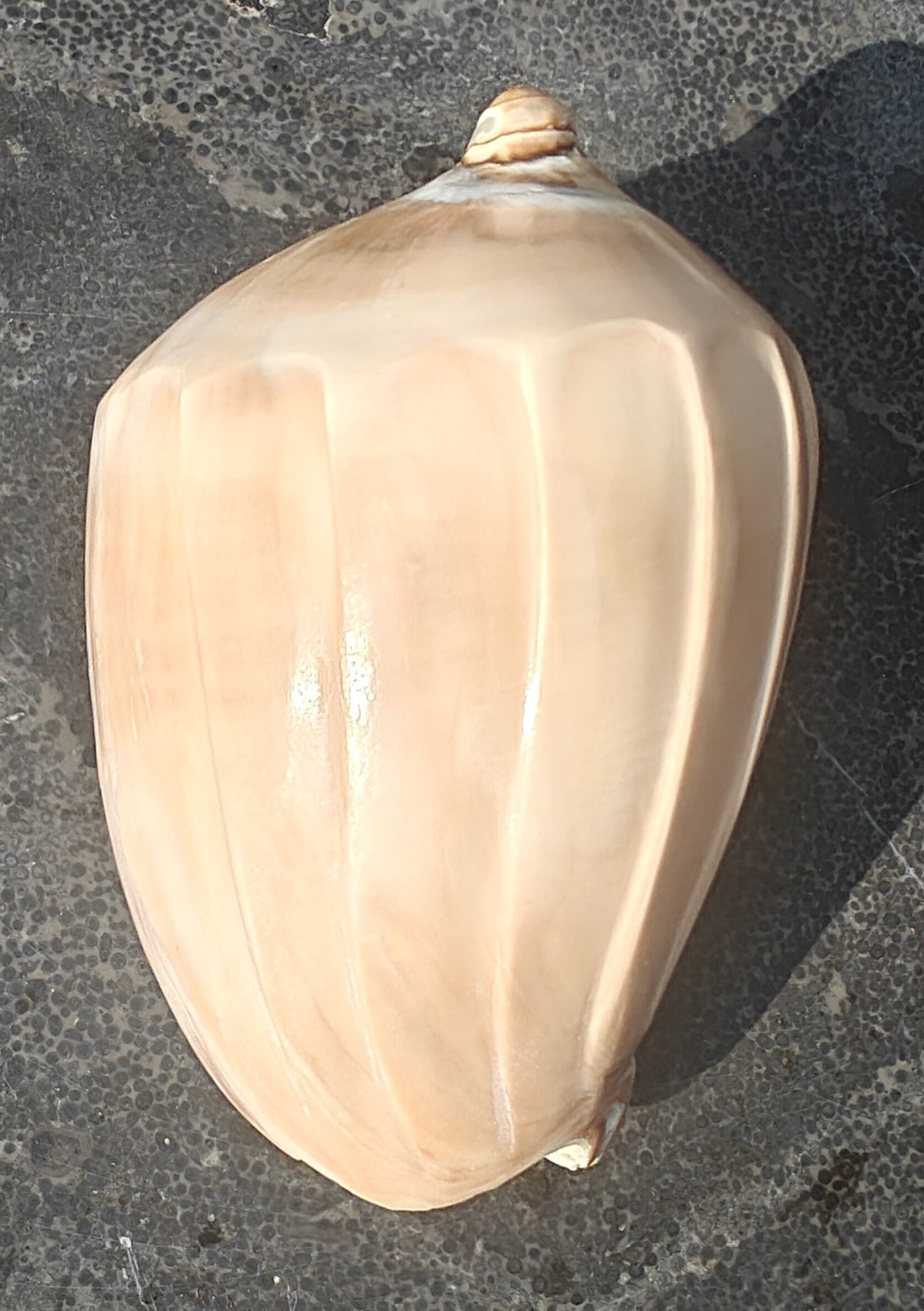 Pinang ukir - conchiglia naturale - conchiglie - decorazione - conchiglia - conchiglie - conchiglie costiere - ornamenti di conchiglia - conchiglie naturali - spiaggia - costiero - esotico - ciotola di conchiglia - ciotola decorativa - cestino di conchiglia - decorazione da spiaggia - interno marittimo -