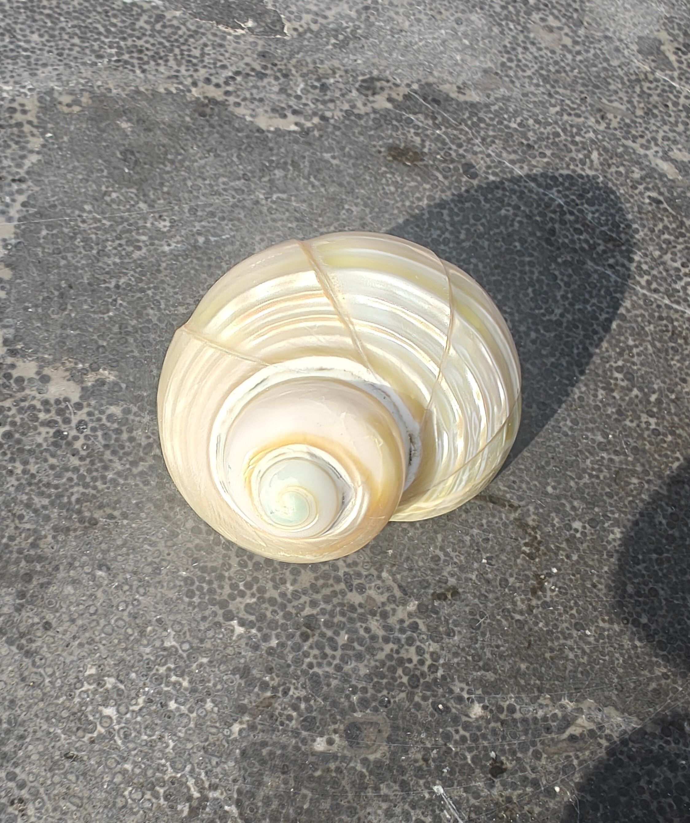 Talembu ukir - conchiglia naturale - conchiglie - decorazione - conchiglia - conchiglie - conchiglie costiere - ornamenti di conchiglia - conchiglie naturali - spiaggia - costiero - esotico