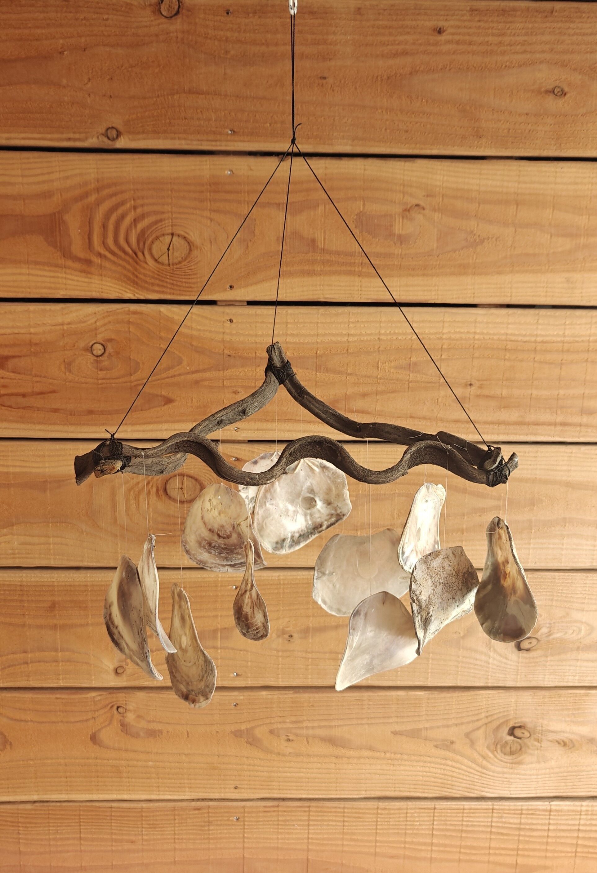 Kopeng lianes singolo - pendente - conchiglia naturale - conchiglie - decorazione - conchiglia - conchiglie - conchiglie costiere - ornamenti di conchiglia - conchiglie naturali - spiaggia - costiero - esotico