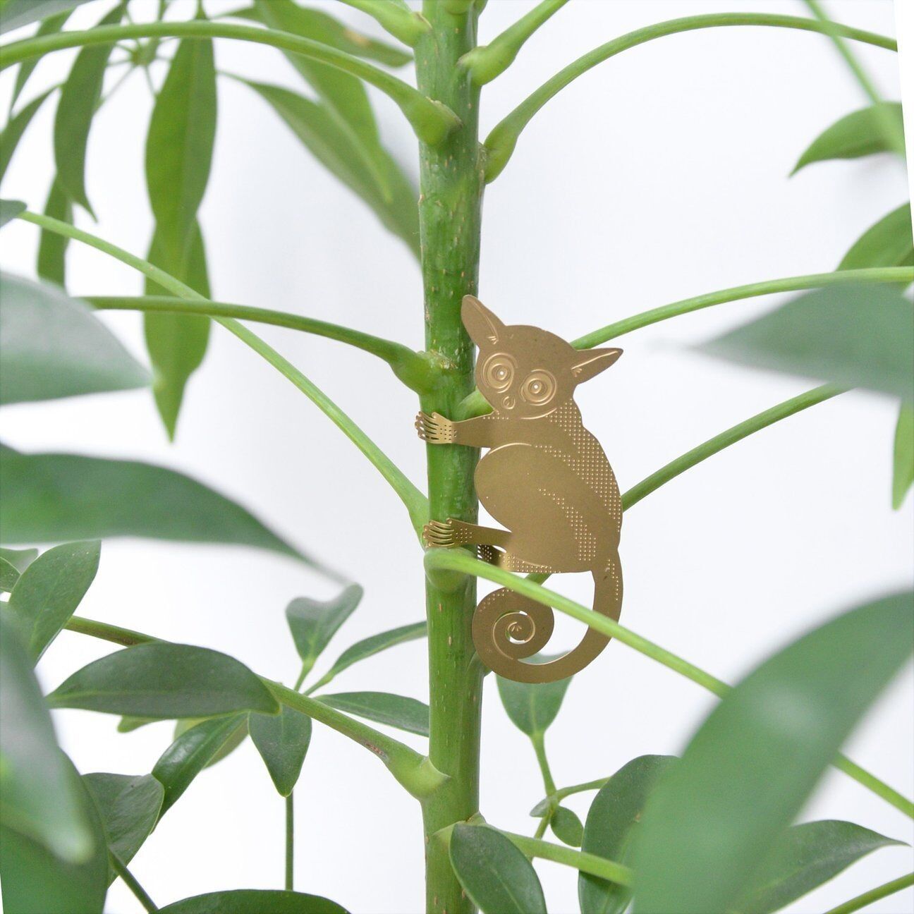 PLANT ANIMAL – Bush Baby | Another Studio