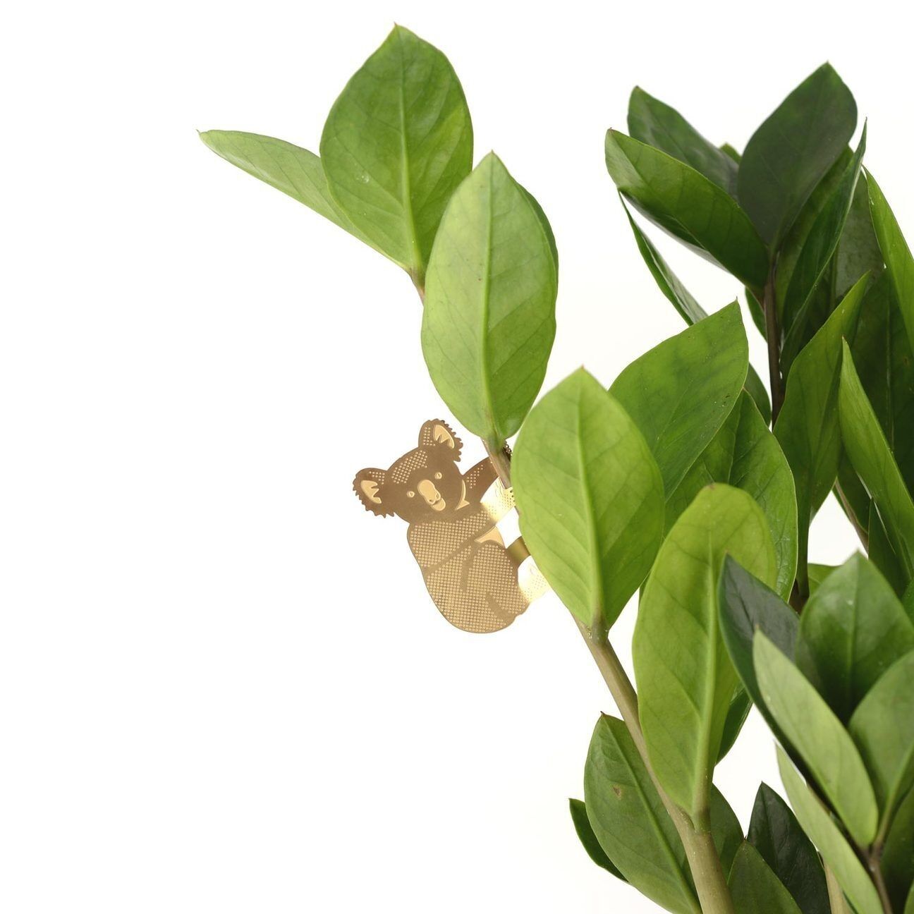 PLANTE ANIMAL – Koala | Another Studio
