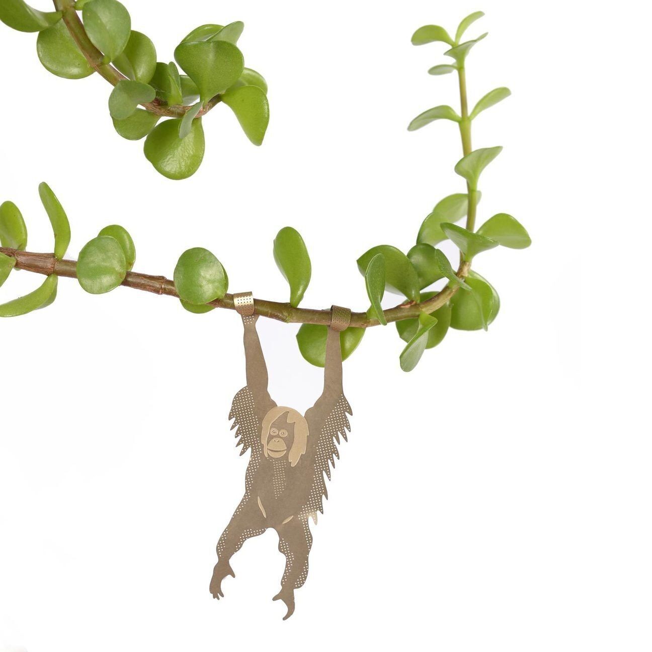 PIANTA ANIMALE – Orango | Another Studio