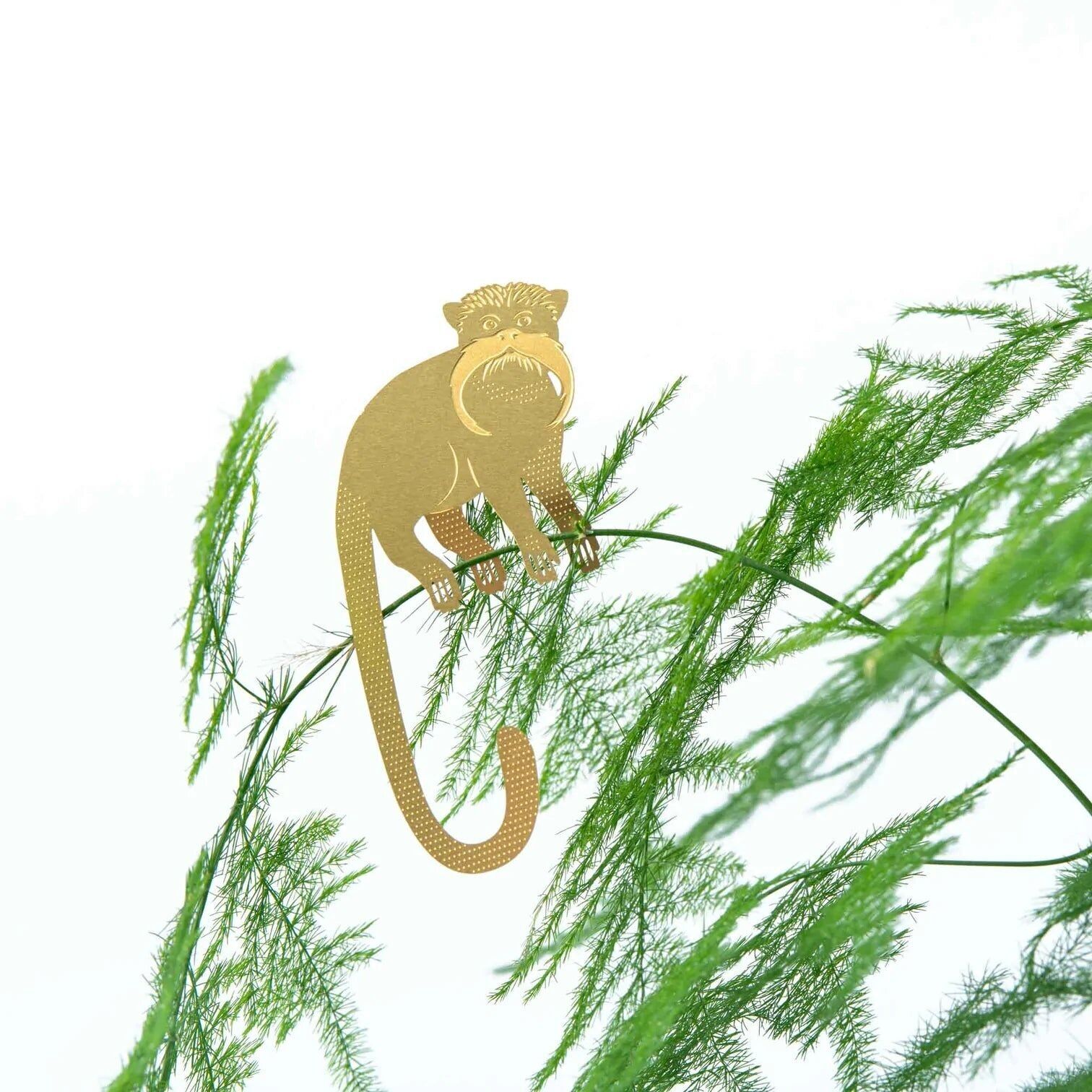 PIANTA ANIMALE – Saguinus | Another Studio