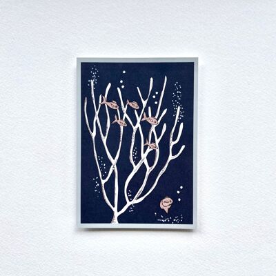 Postal Coral