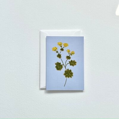 Mini map lady's mantle