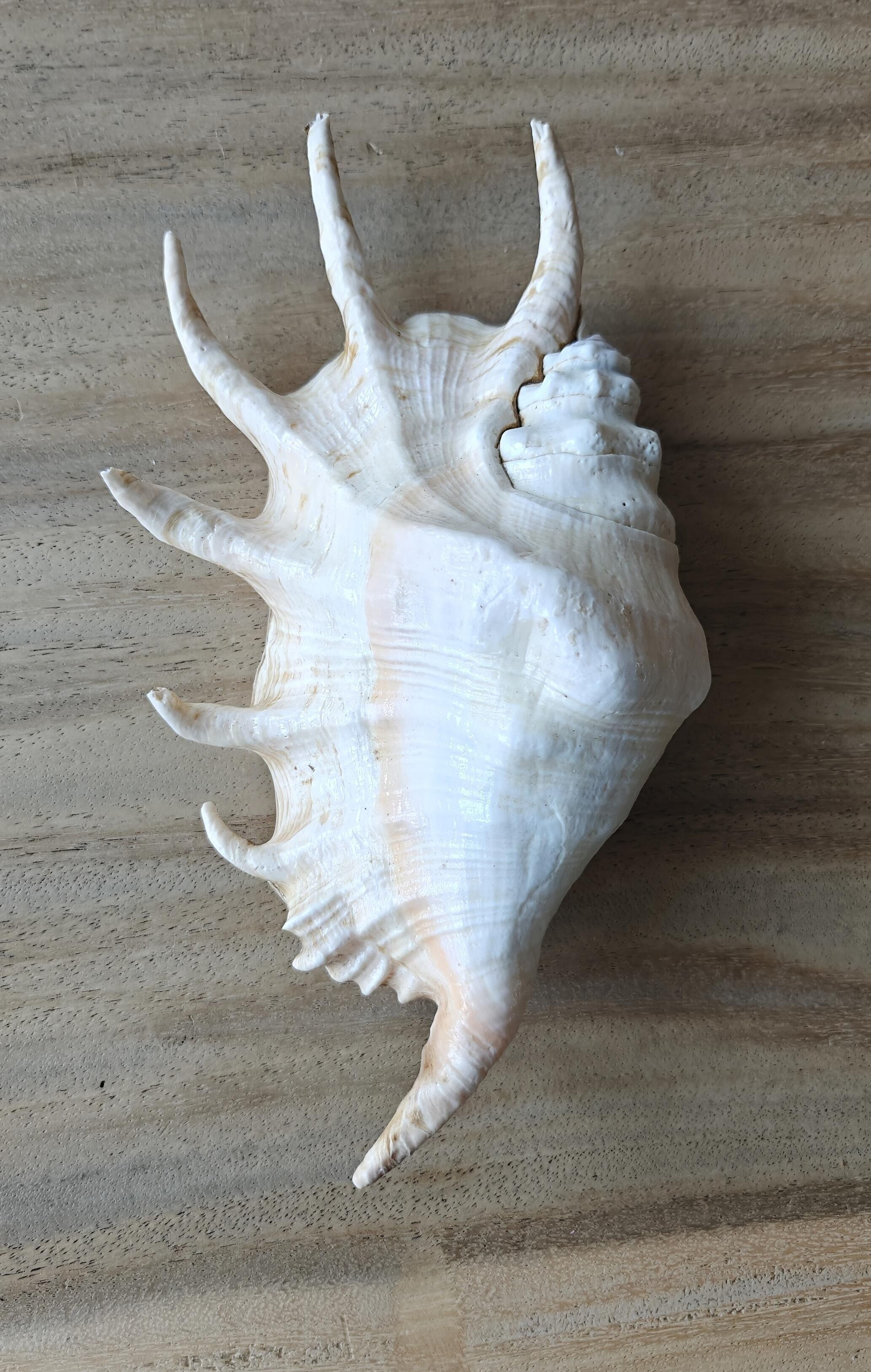 Bidung Groß - Naturmuschel - Muscheln - Dekoration - Muschel - Muscheln - Küstenmuscheln - Muschelornamente - natürliche Muscheln - Strand - Küste - exotisch