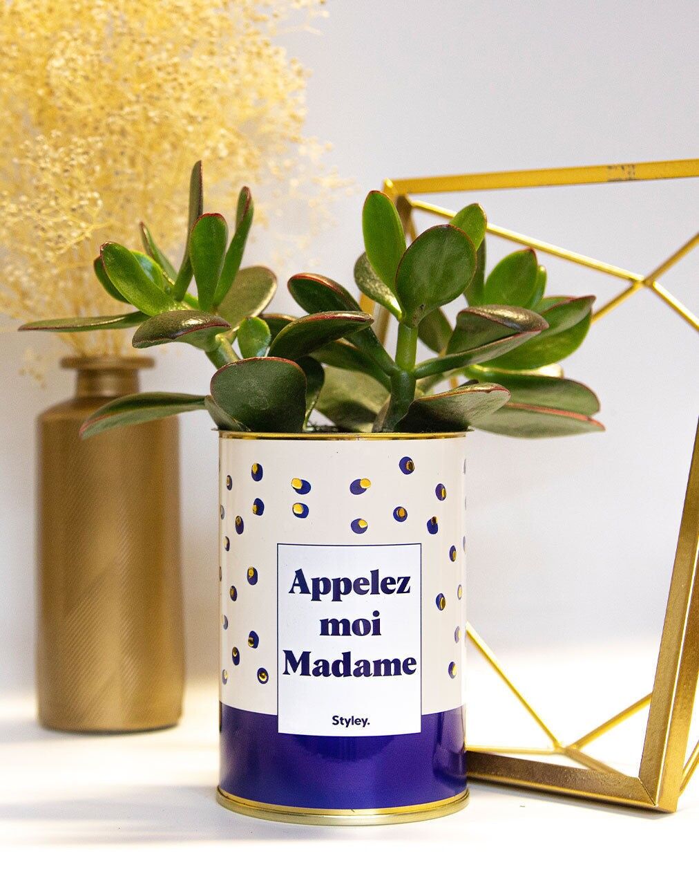 Chiamatemi signora - Cactus