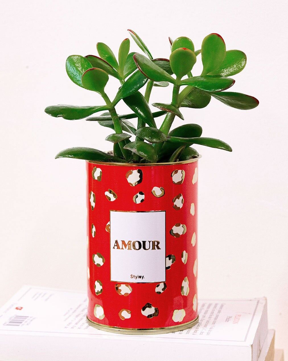 Amore - Cactus - Finiture oro