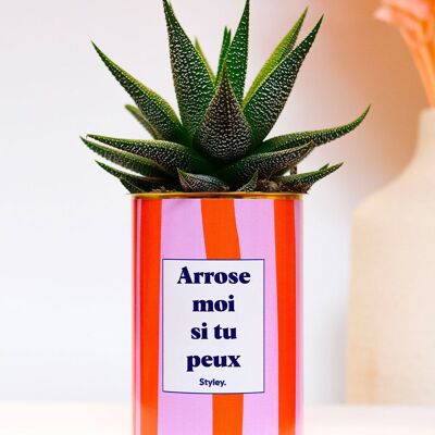 Annaffiami se puoi - Pianta