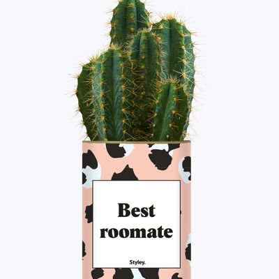 Miglior coinquilino - Cactus