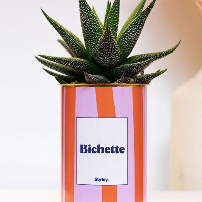 Doe - vaso striato - Pianta succulenta