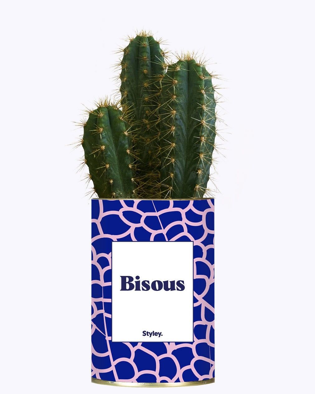 Baci - Cactus