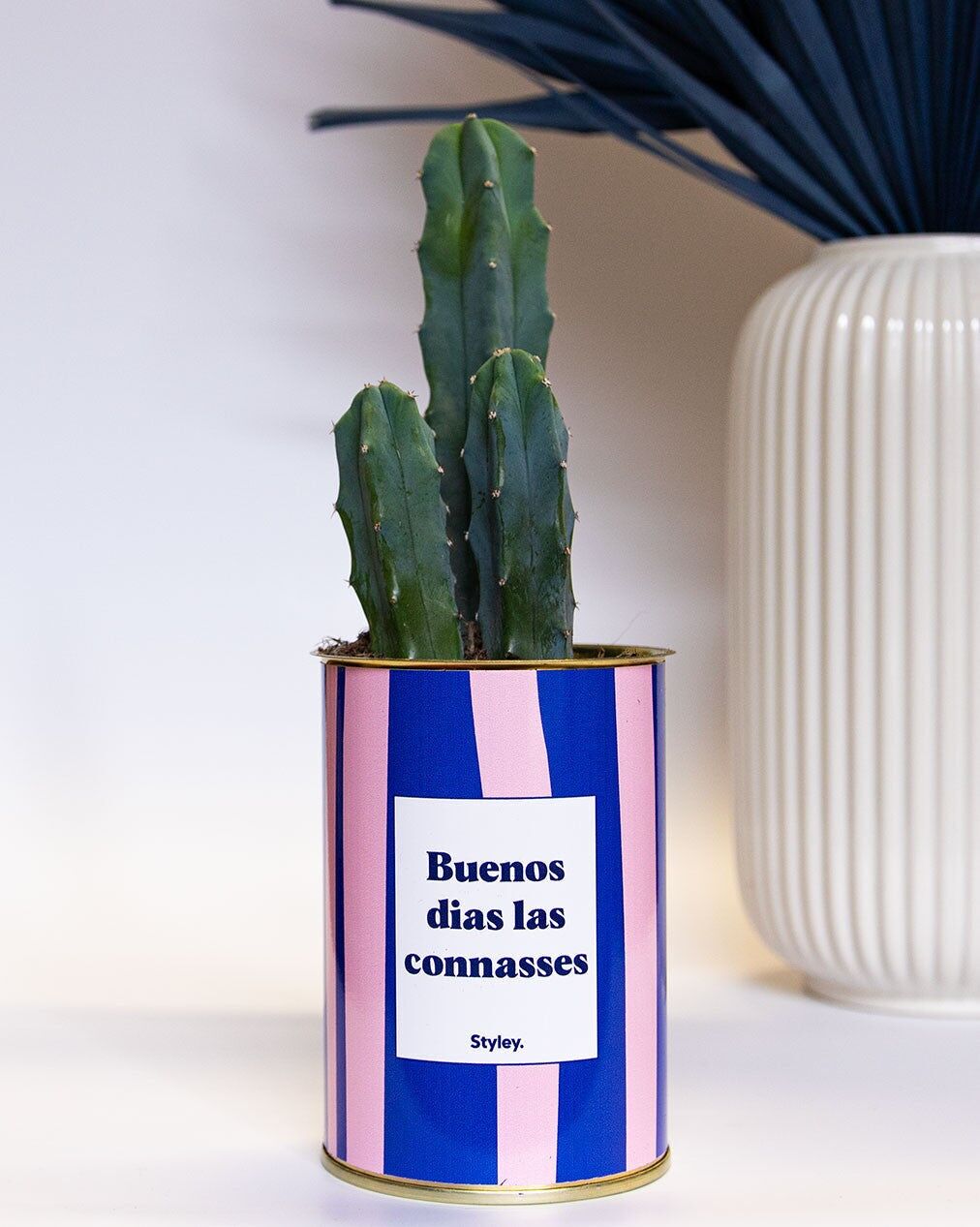 Buenos dias las cuntasses - Cactus