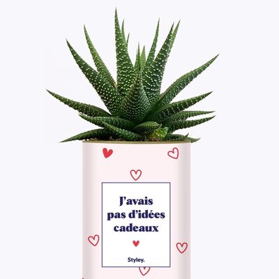 Regalo di San Valentino - Cactus