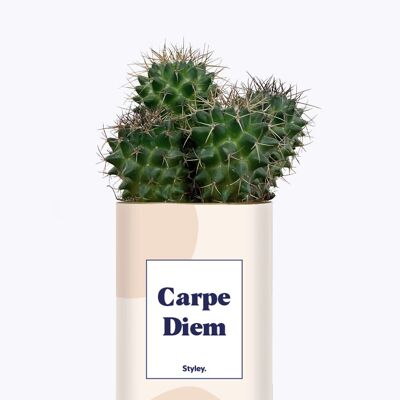 Carpe Diem - Cactus