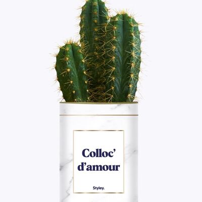 Compagno di stanza d'amore - Cactus