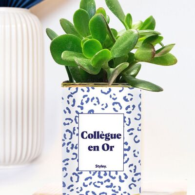 Golden Colleague - Pianta succulenta