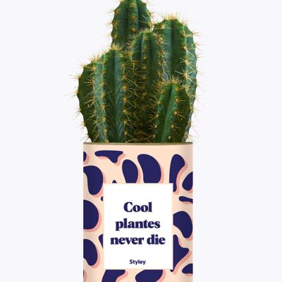 Le piante fantastiche non muoiono mai - Cactus