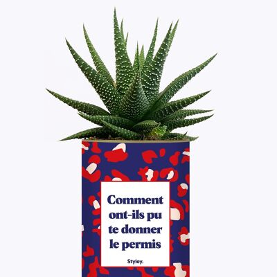 Come hanno potuto darti la patente?- Cactus