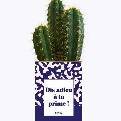 Di' addio al tuo bonus!- Cactus