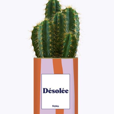 Mi dispiace - Cactus