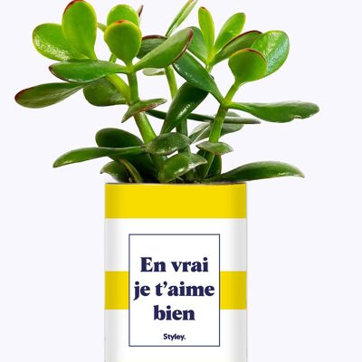 Mi piaci davvero - Cactus