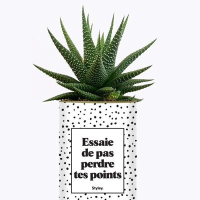 Cerca di non perdere i tuoi punti - Cactus