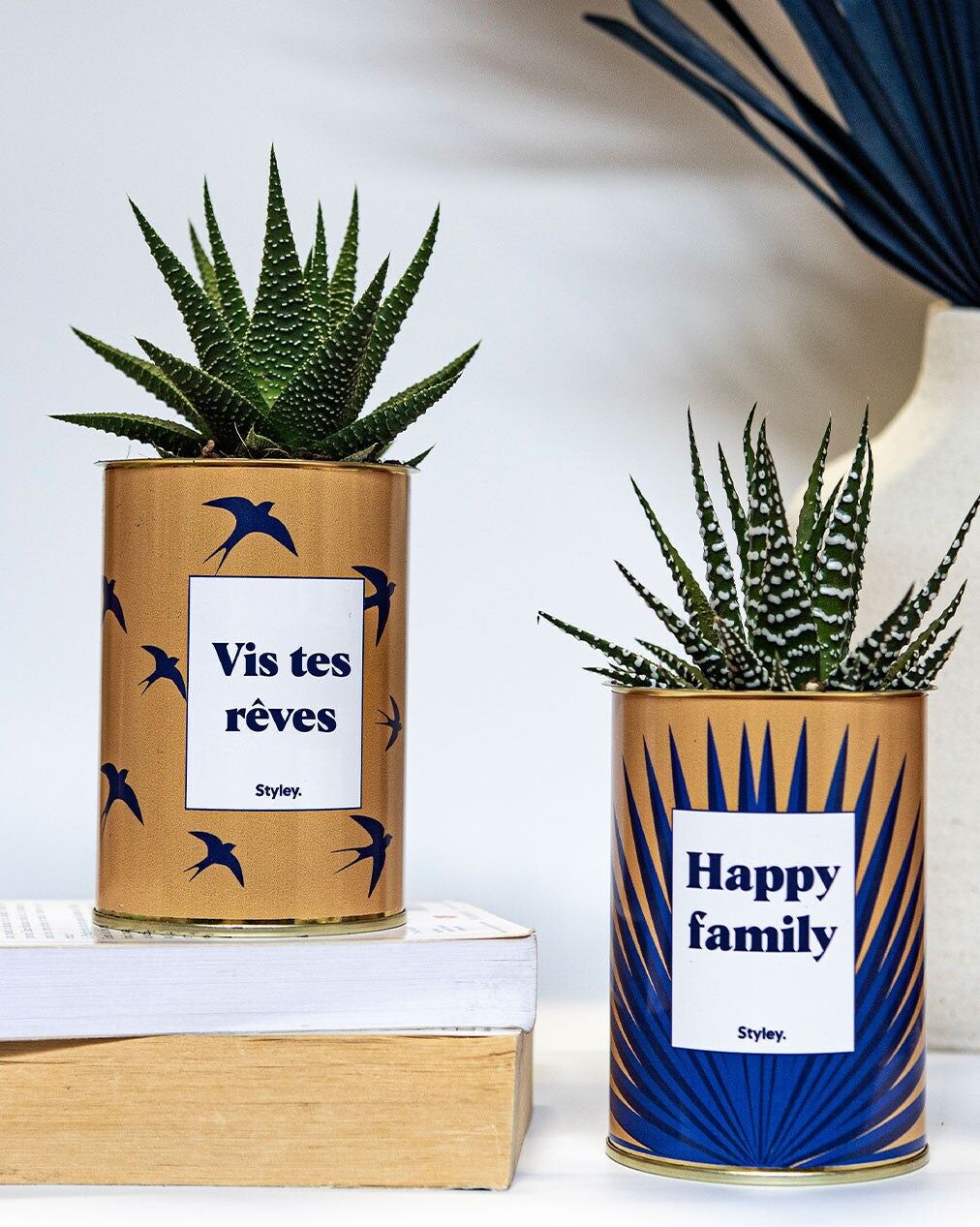 Vivi i tuoi sogni - Cactus