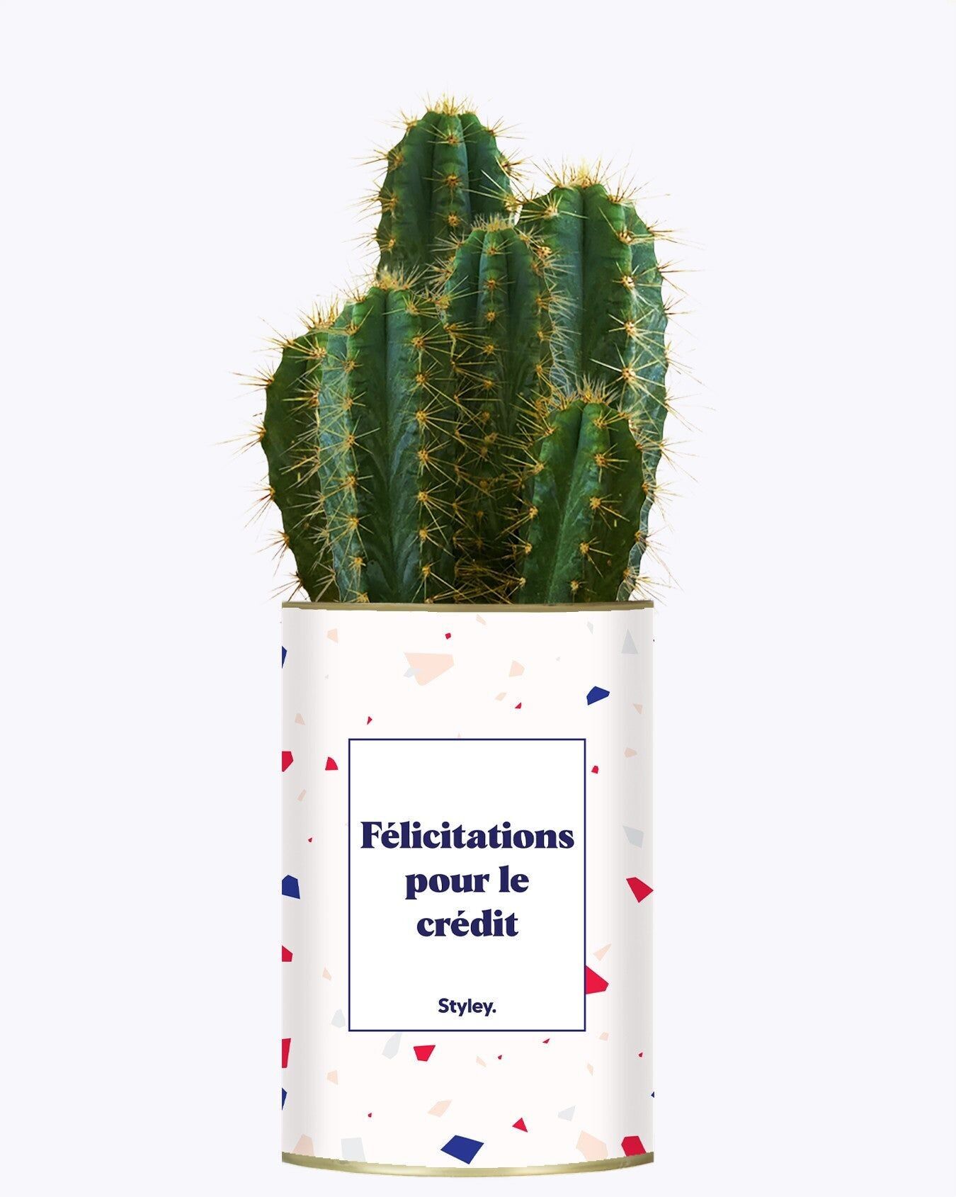 Congratulazioni per il merito - Cactus
