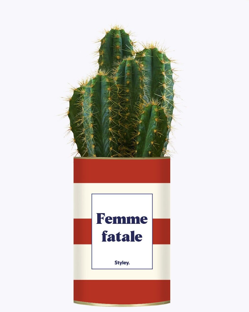 Femme Fatale - Pianta