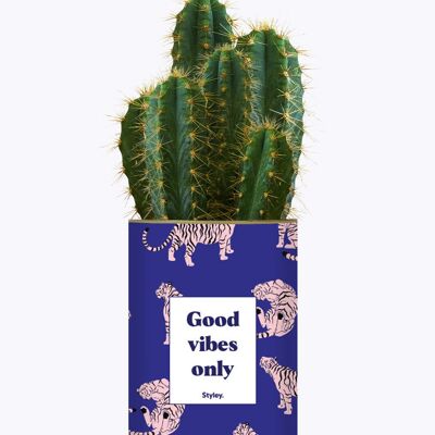 Solo buone vibrazioni - Cactus