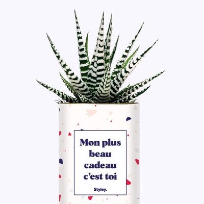 Il mio regalo più bello sei tu - Cactus