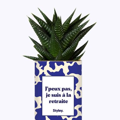 Non posso, sono in pensione - Cactus