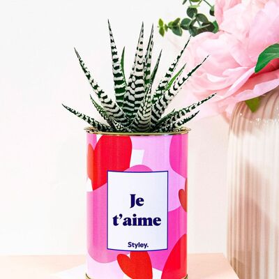 Amore - San Valentino - Cactus