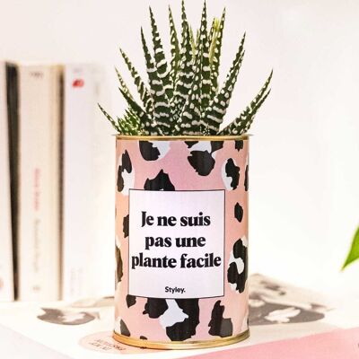 Non sono una pianta facile - Cactus