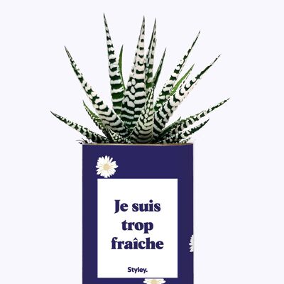 Sono troppo fresco - Cactus