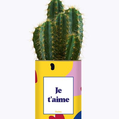 Ti amo - Cactus