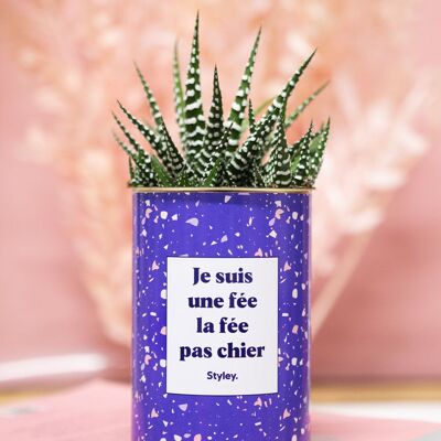 Sono una fata, la fata a cui non importa niente - Cactus
