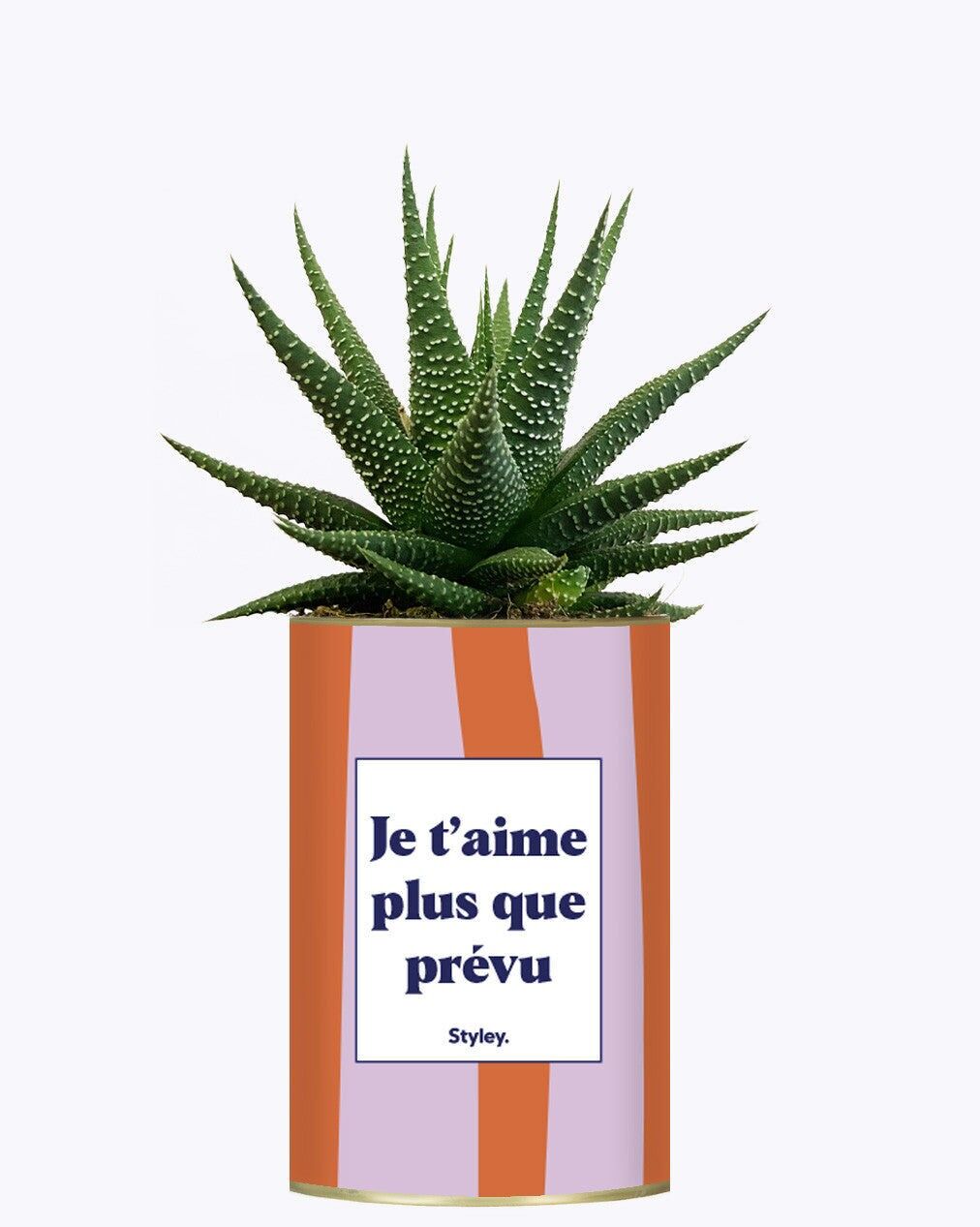 Ti amo più del previsto - Cactus