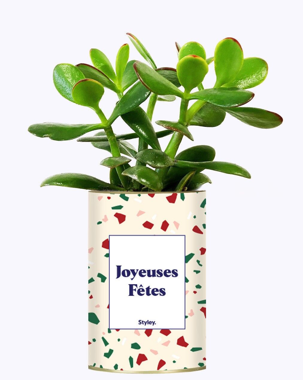 Frohe Feiertage - Kaktus