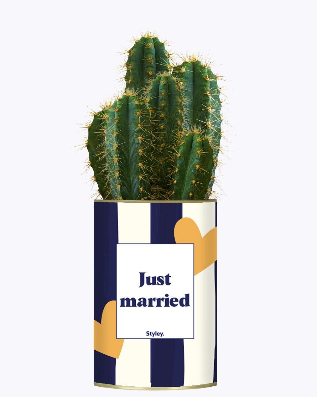 Appena sposati - Pianta