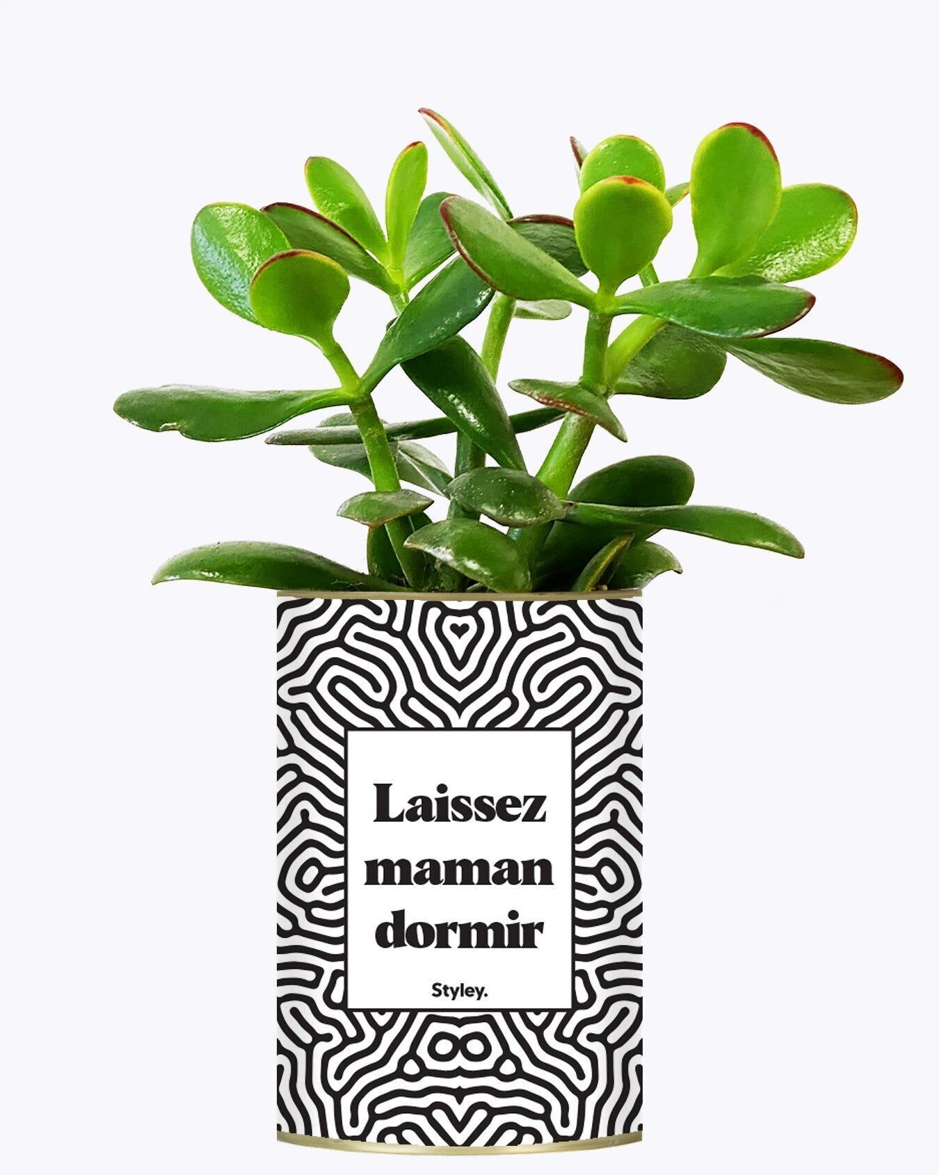 Lascia dormire la mamma - Pianta