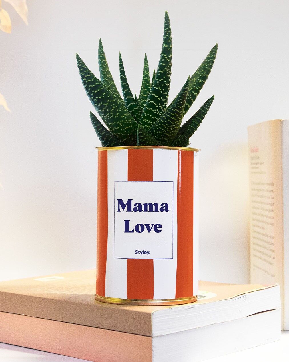 Mamma Amore - Cactus